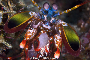 mantis shrimp with eggs,nikon d2x 60mm micro by Puddu Massimo 